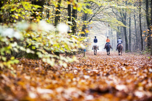 TiD_Paarden_Z7A6576