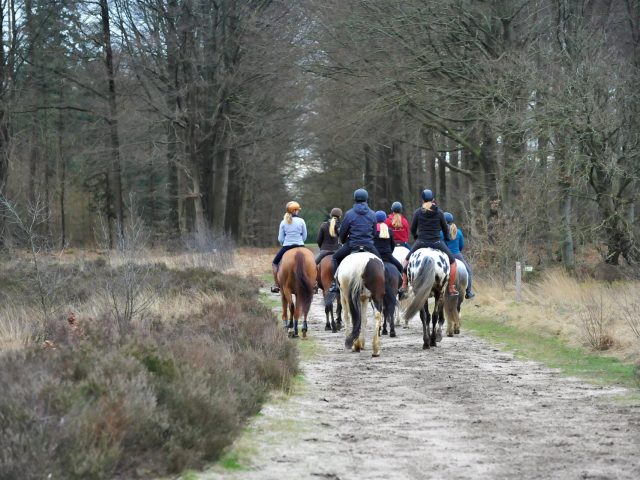 LesChevaux - Paardrijden in Drenthe - Bosrit