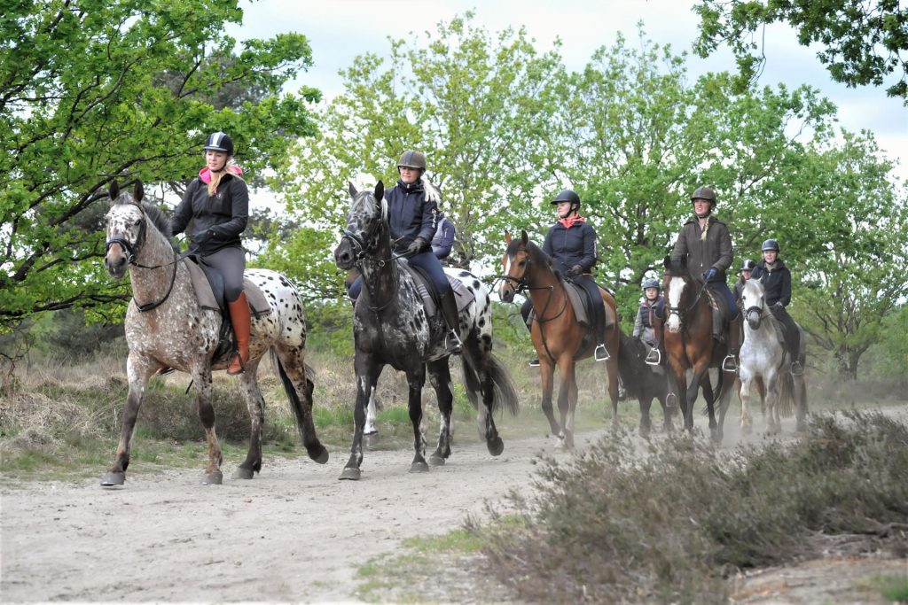 Les Chevaux - Paardrijden in Drenthe - Bosrit