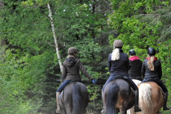 Les Chevaux - Paardrijden in Drenthe - Bosrit